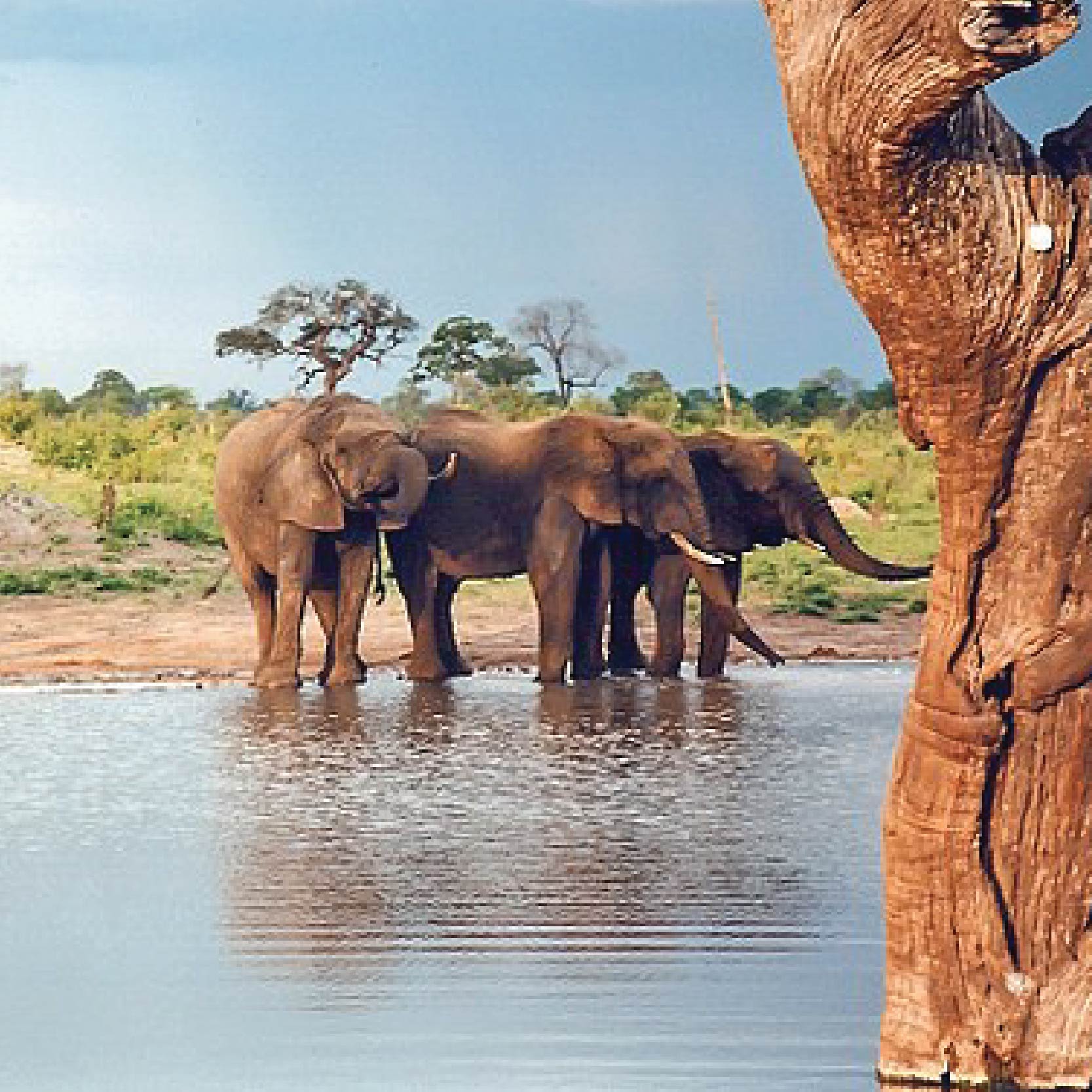 Zim_Savuti - Zimbabwe copy 3